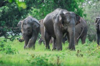 Sri Lanka elephants. Photo by Udara Karunarathna on Unsplash.