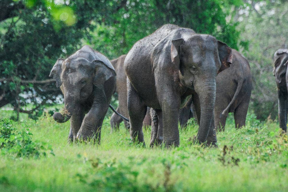 Elephant Habitat Protected in Sri Lanka